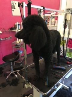 Hundepflege - Hundesalon Che Bello in Binningen