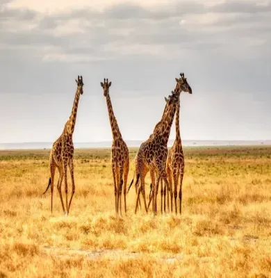A herd of giraffes standing in a dry grassy field.