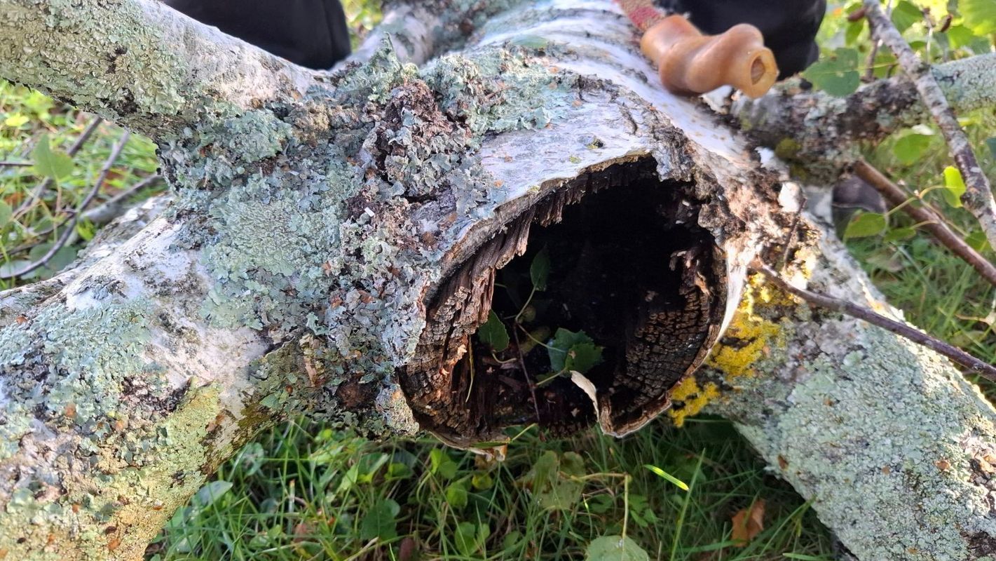 Un tronc d'arbre creux avec de la mousse et du lichen, ouvert pour révéler l'intérieur, avec de la verdure.