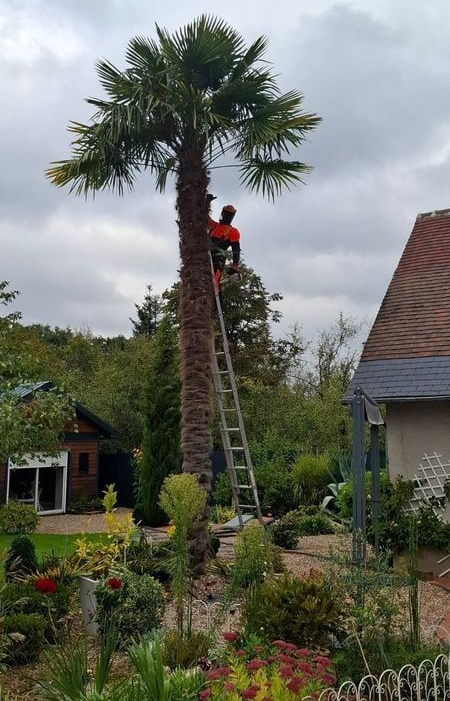 Un homme taille un grand palmier avec une échelle dans un jardin sous un ciel nuageux.
