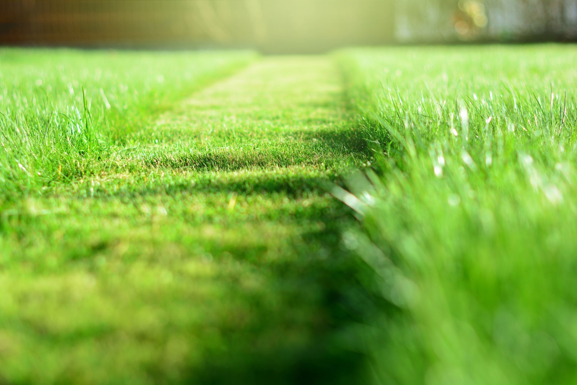Une herbe verte luxuriante avec un chemin tondu et une projection d'un rayon de lumière.