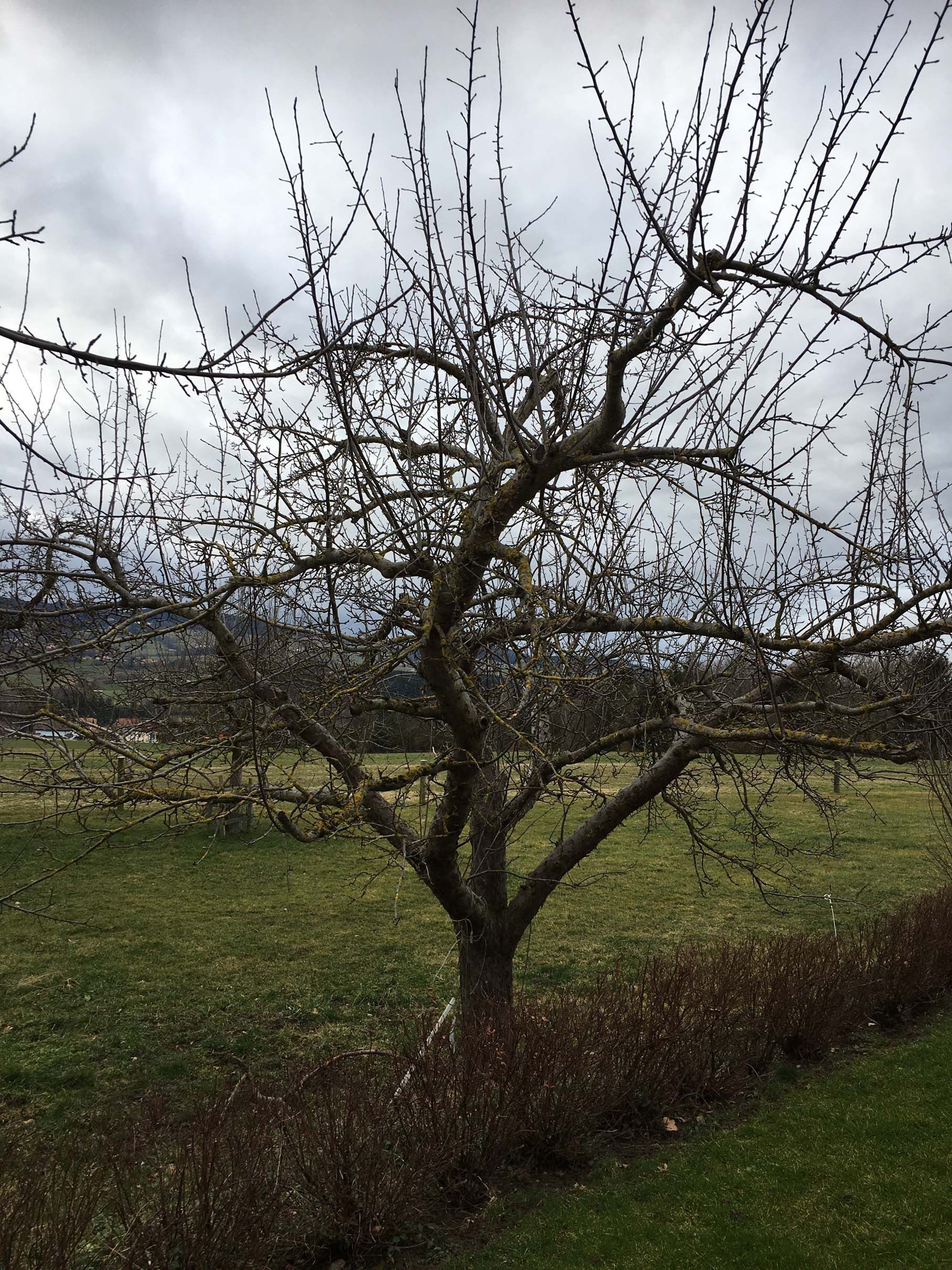 Horticultrice-floricultrice et camion itinérant - Les Fleurs d'Alena