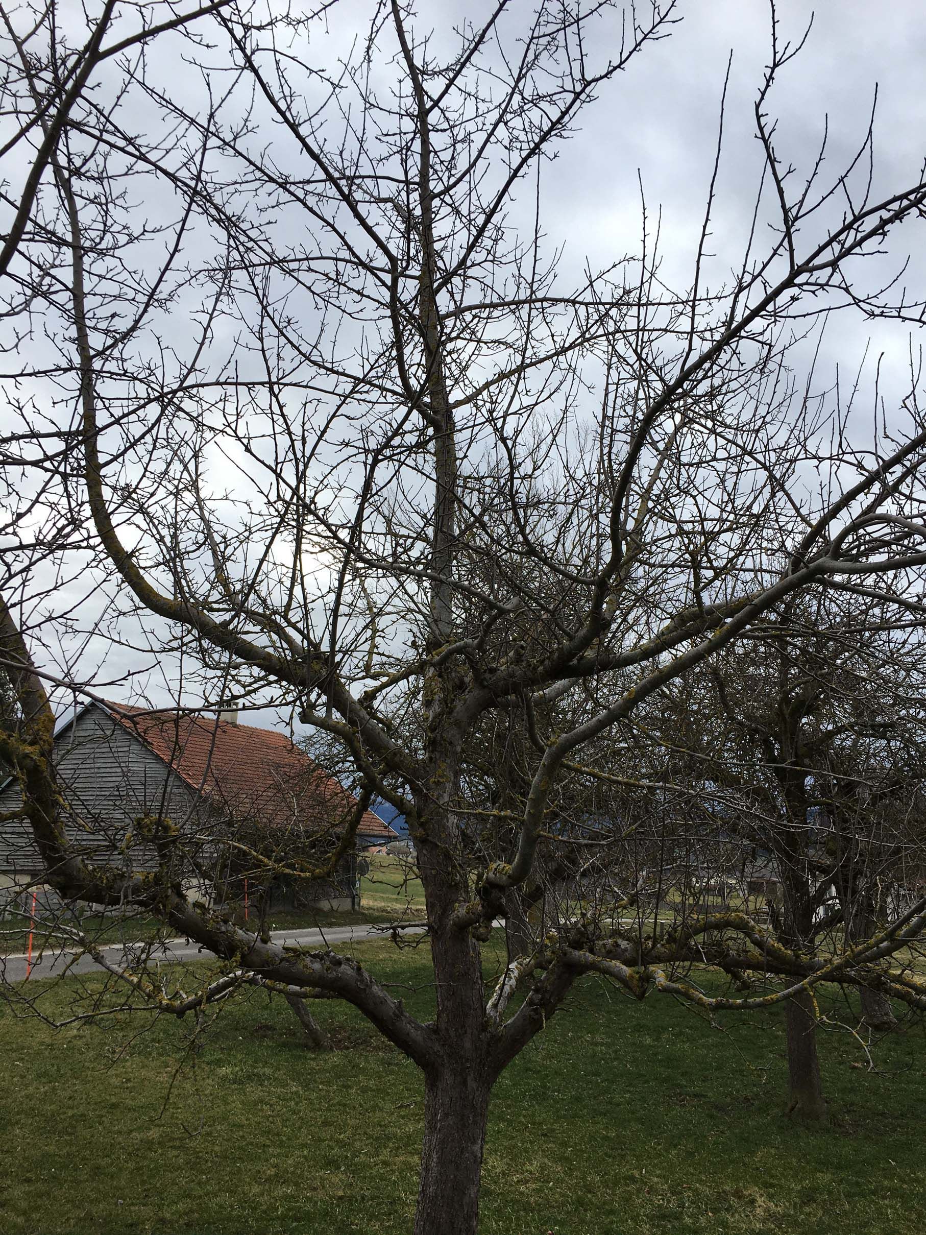Horticultrice-floricultrice et camion itinérant - Les Fleurs d'Alena