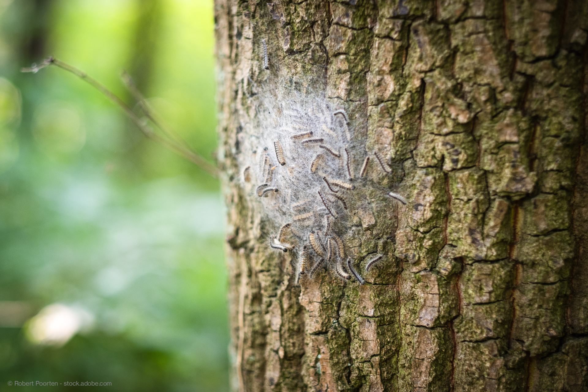 Nest von Eichenprozessionsspinnern an einer Eiche