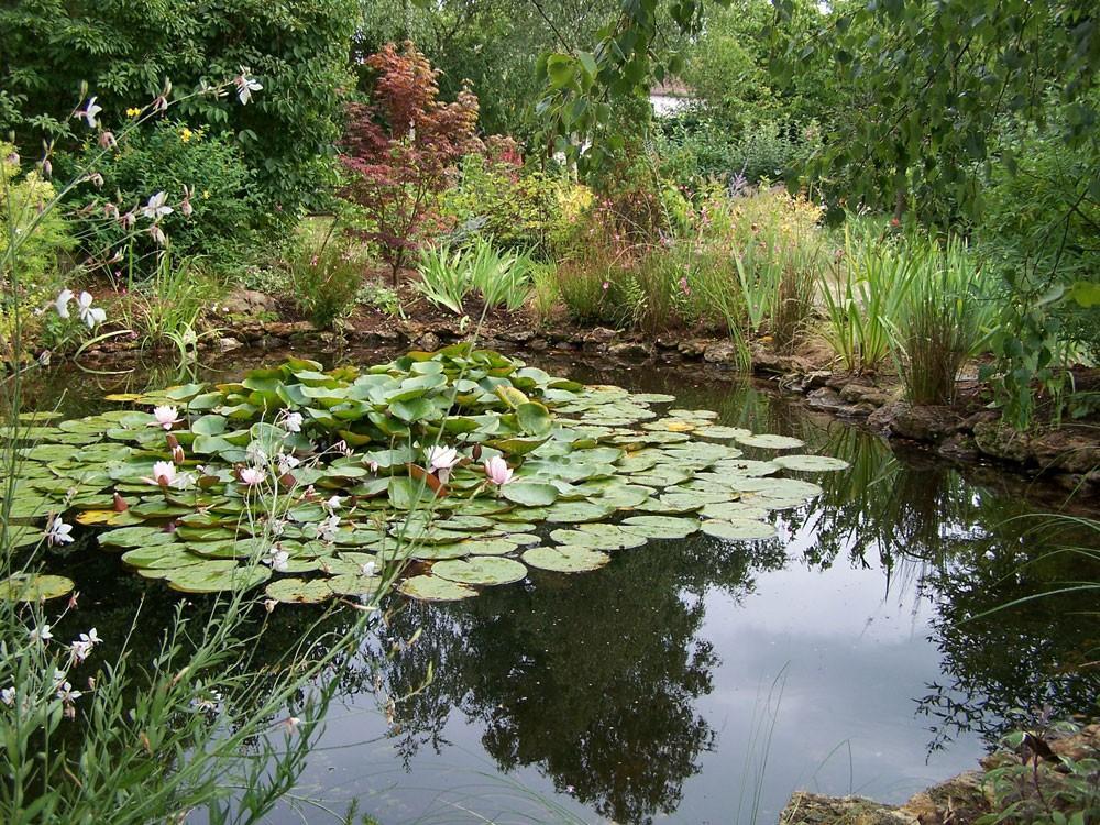 bassin avec nénuphar