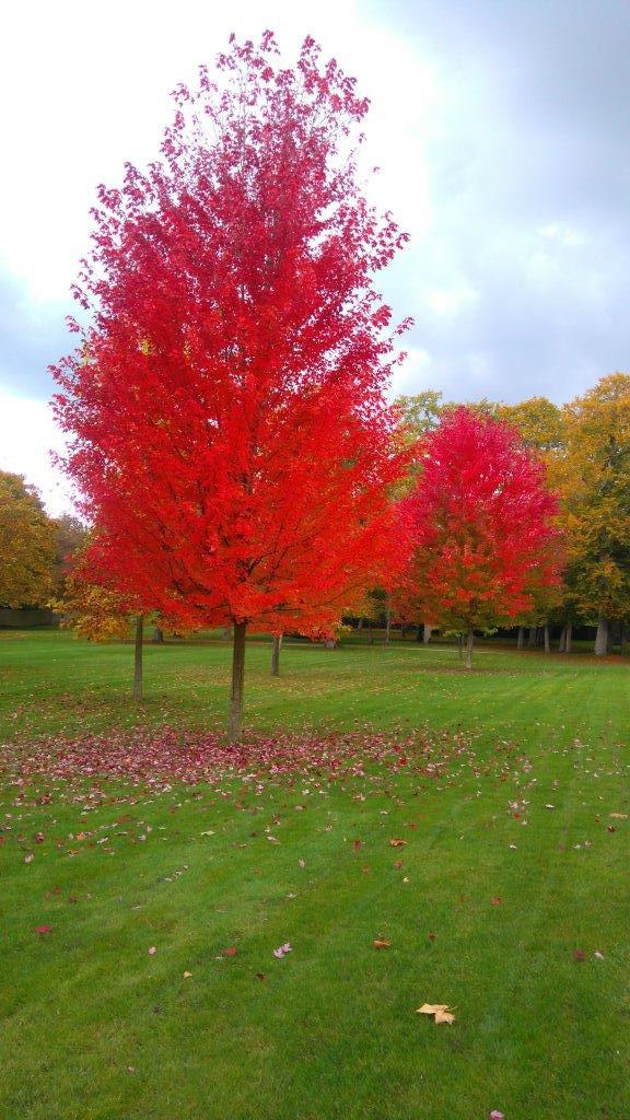 plantation et ramassage de feuilles