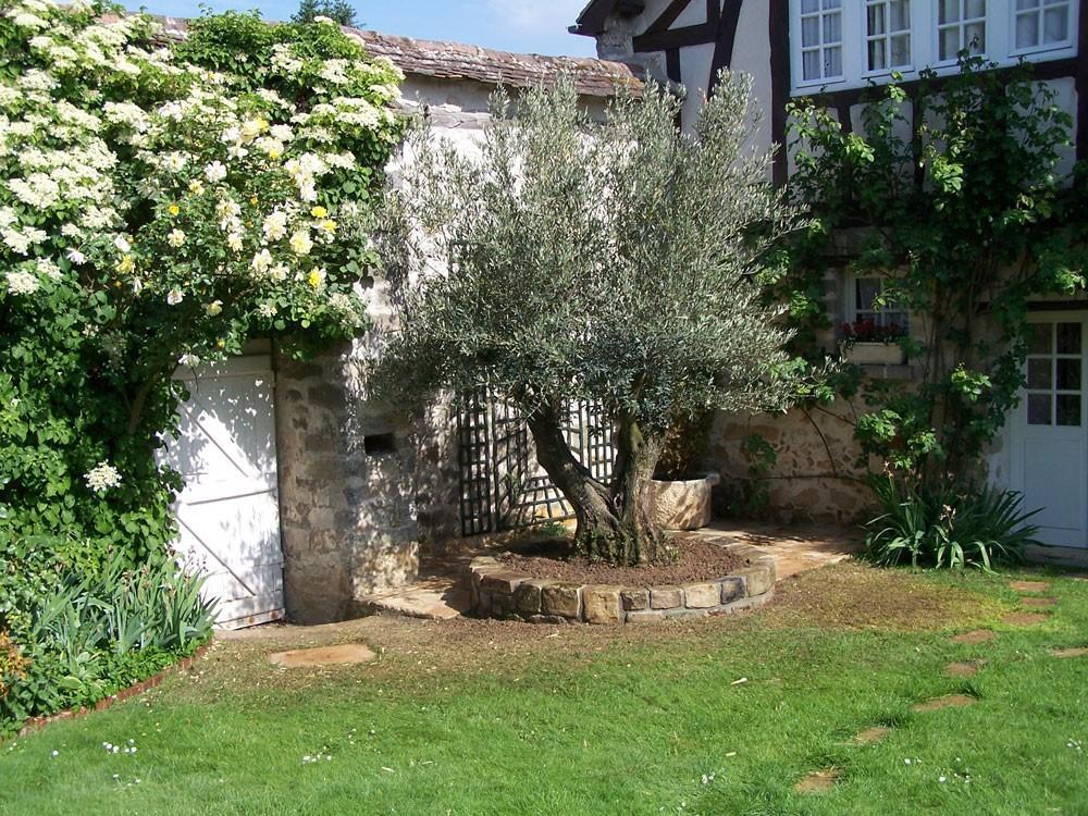 plantation d'un olivier