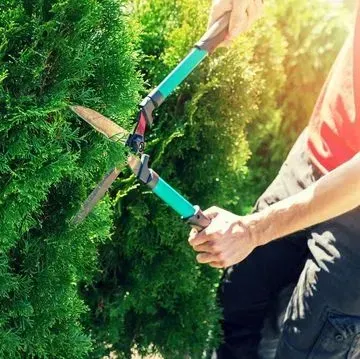 Una persona con una camisa roja utiliza unas tijeras de podar de mango largo y verde para recortar un arbusto frondoso.