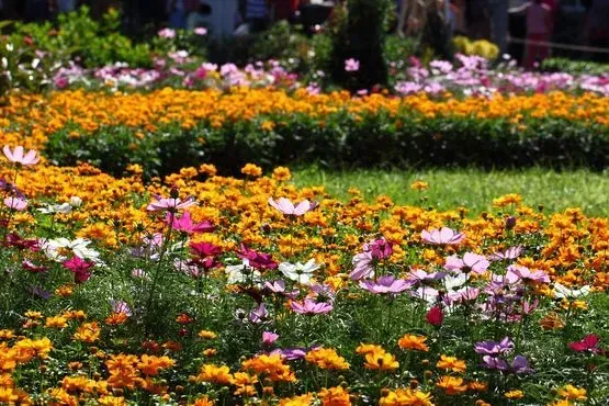 Un vibrante parterre repleto de caléndulas de color naranja brillante y flores de cosmos rosas y blancas dispersas en plena floración.