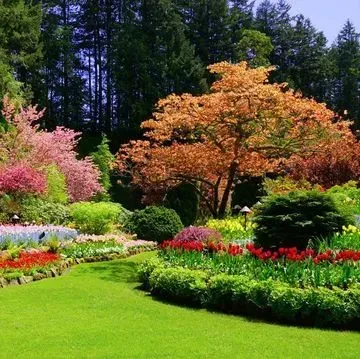 Un vibrante jardín primaveral con un césped verde bien cuidado, coloridos macizos de flores y un gran árbol con follaje color cobre.