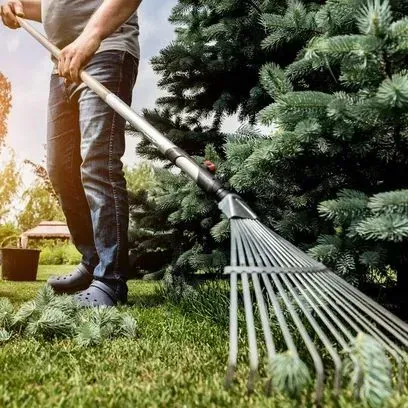 Una persona vestida con vaqueros y zuecos utiliza un rastrillo de metal para limpiar las agujas de pino de un césped cerca de un árbol de hoja perenne.