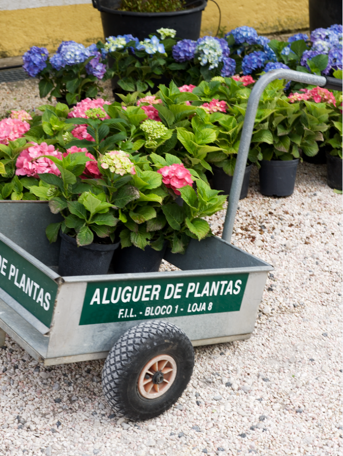 Um carrinho cheio de plantas em vasos diz alugar plantas