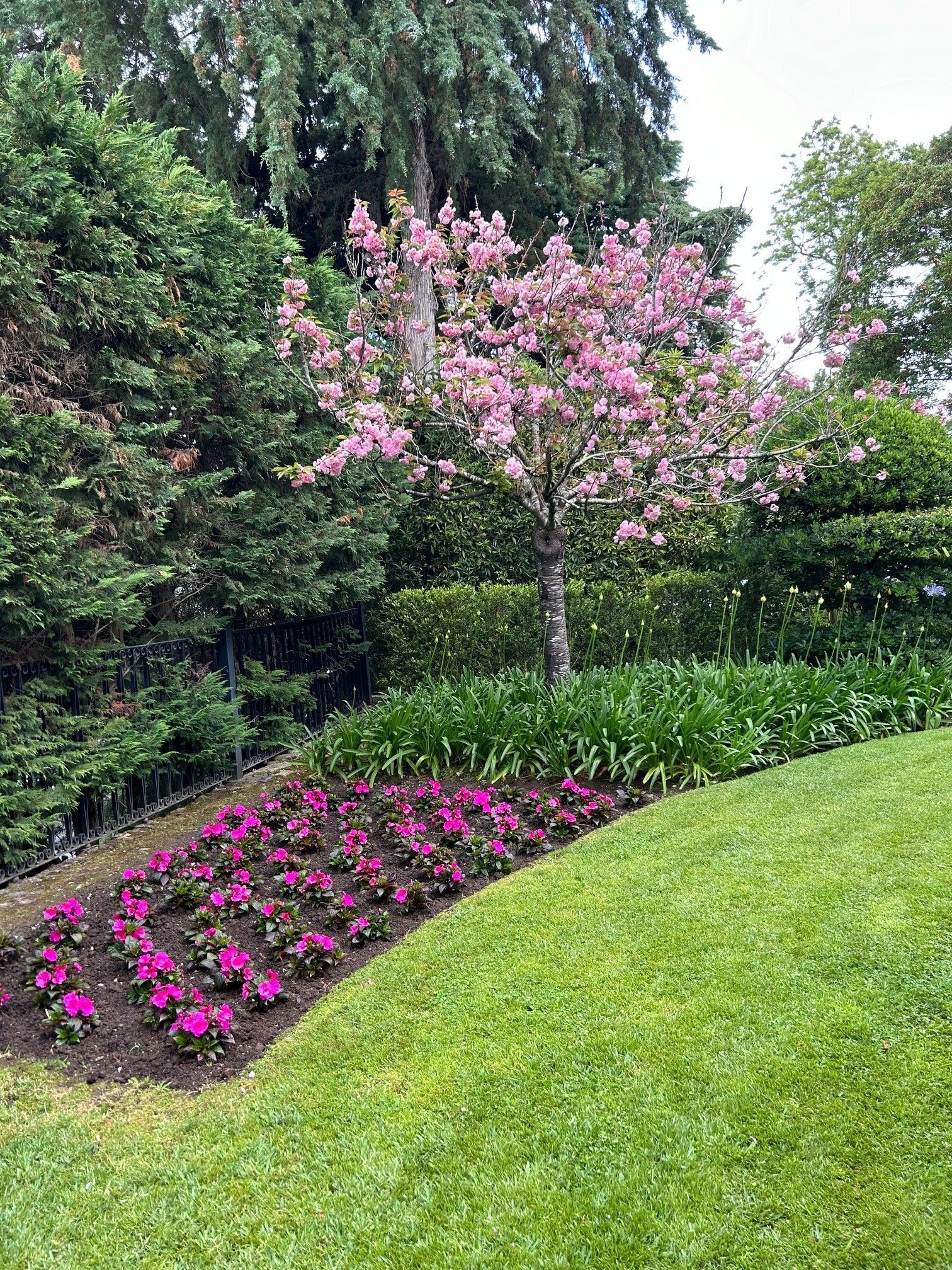 Um jardim com flores rosas e uma árvore ao fundo.