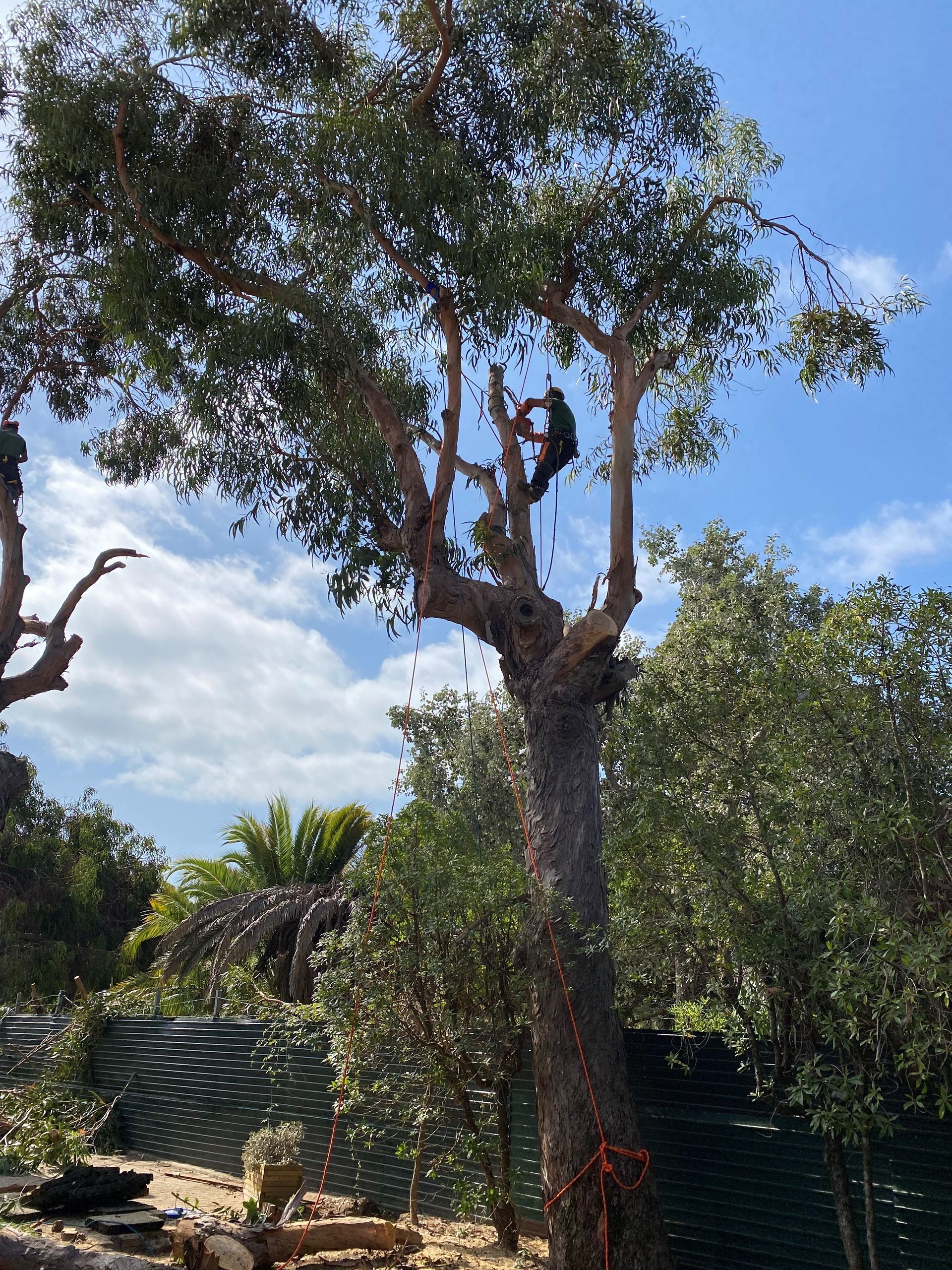 Um homem está subindo em uma árvore em um dia ensolarado.