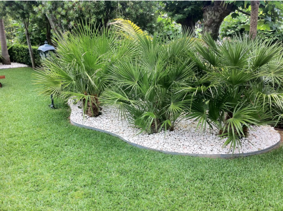 Um jardim cheio de plantas e pedras.