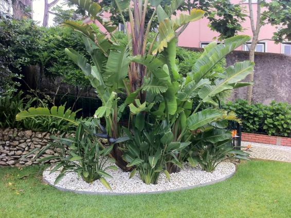 Um jardim verdejante com muitas plantas e pedras