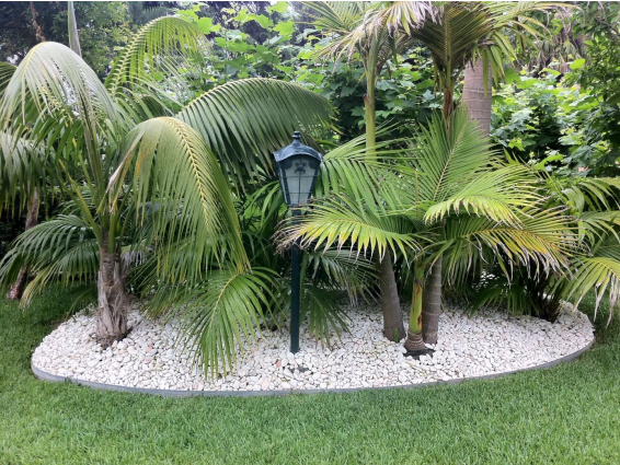 Um jardim verdejante com palmeiras e um poste de luz