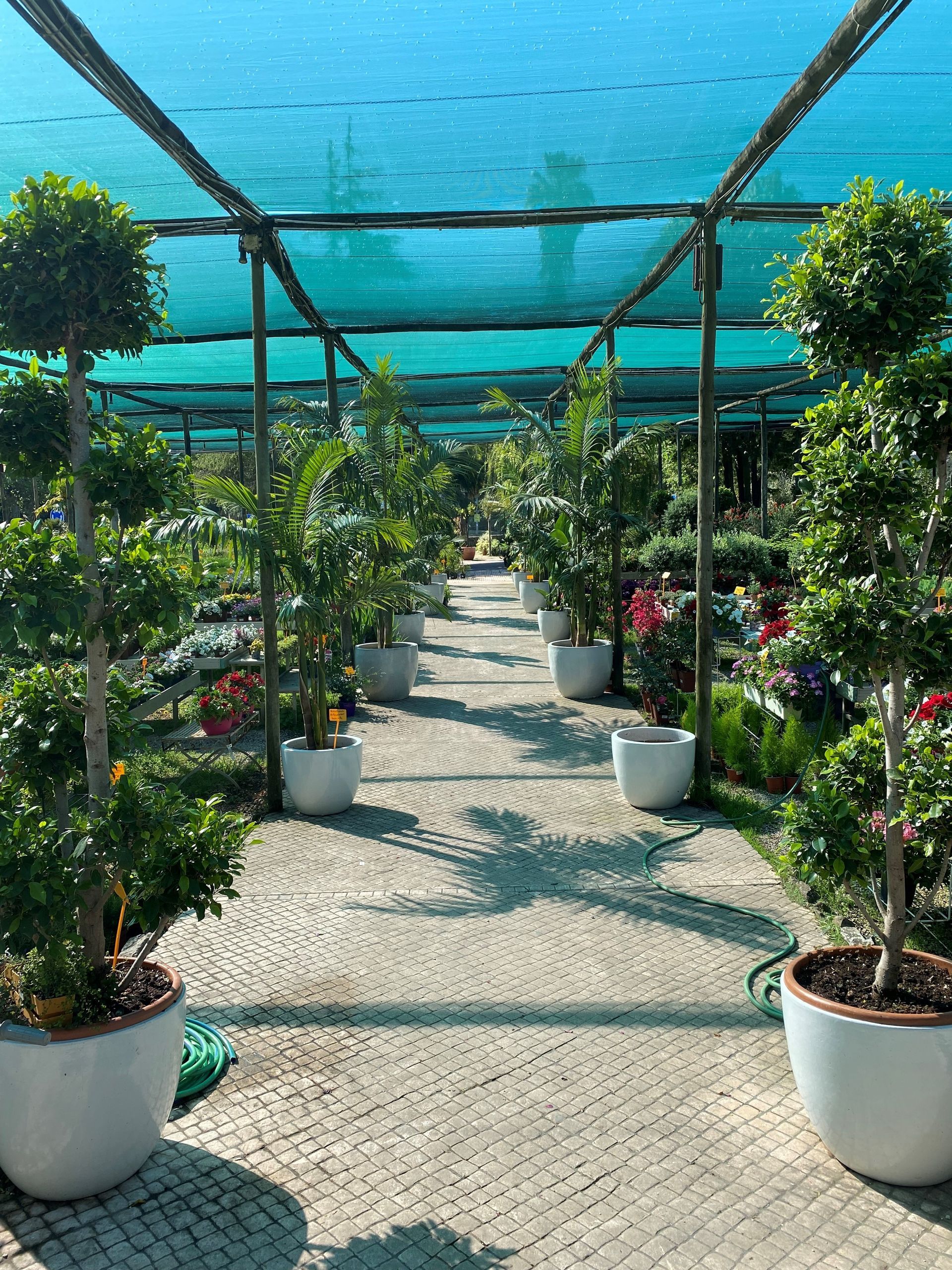 Uma estufa cheia de muitas plantas em vasos