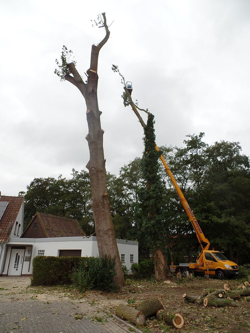 Ein großer Baum wird von einem Kran gefällt.