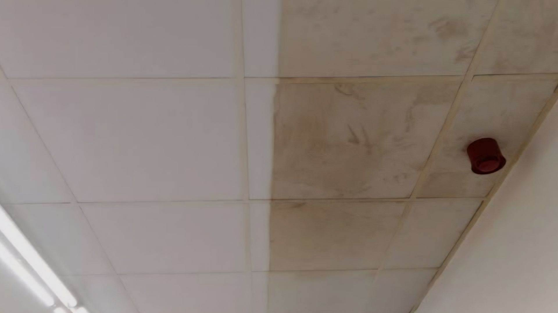 Un techo con una sección de baldosas blancas y limpias junto a una sección de baldosas manchadas, descoloridas y amarillentas.