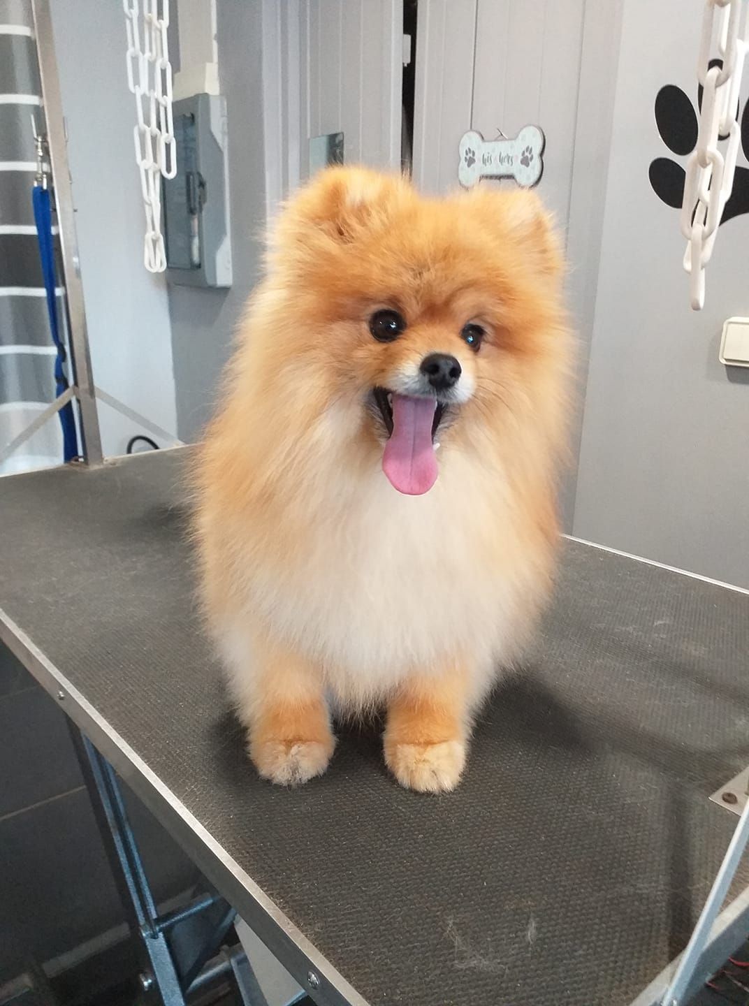 Chien qui tire la langue