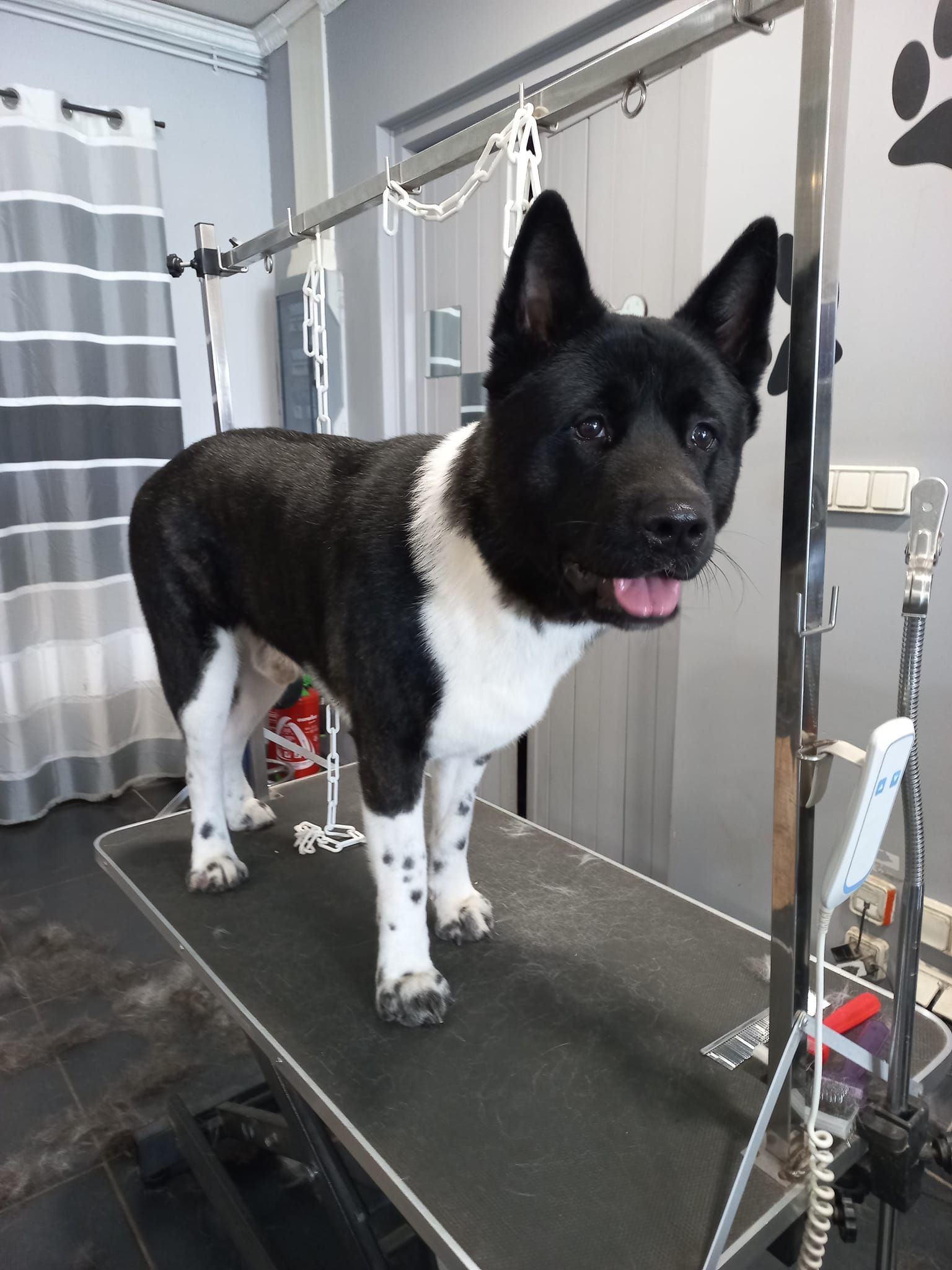 Toilettage chien moyen