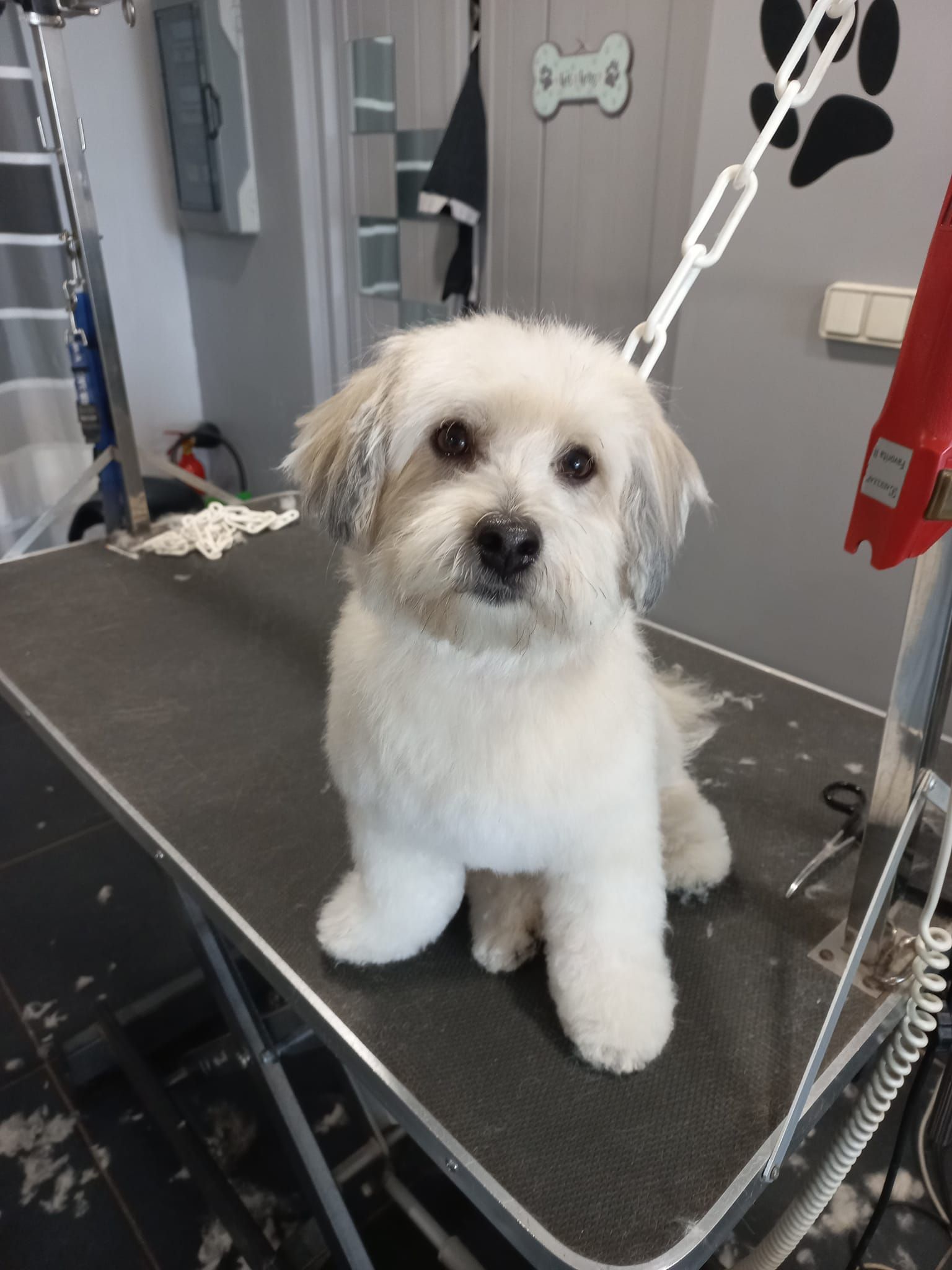 Toilettage petit chien