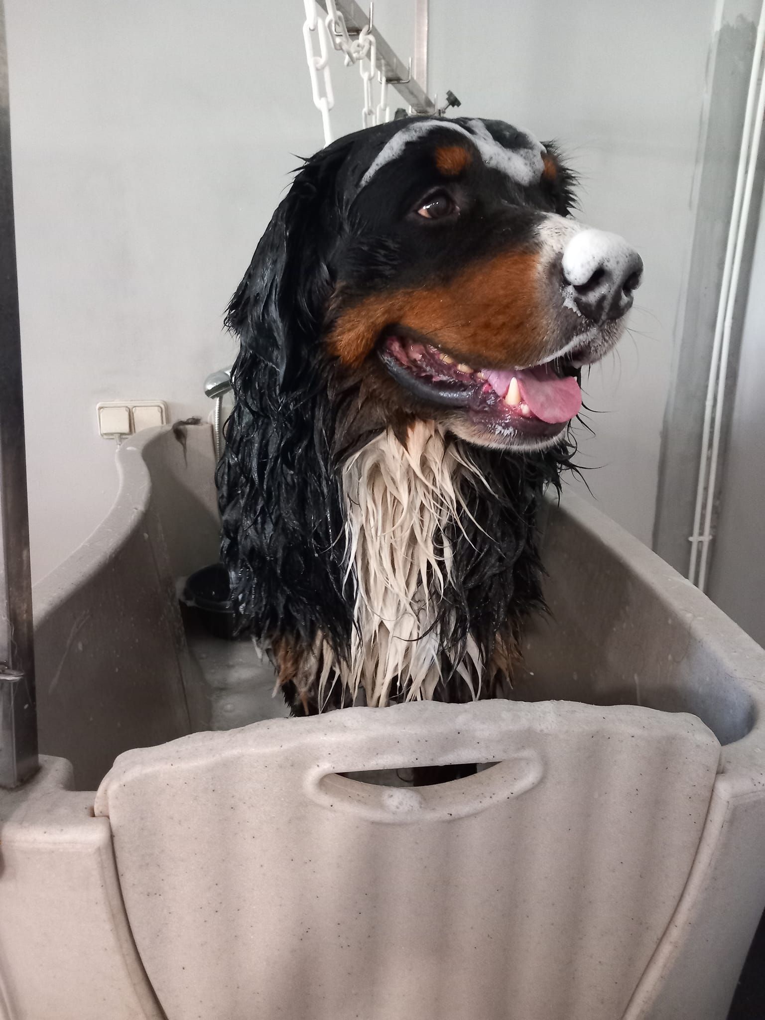 Toilettage grand chien