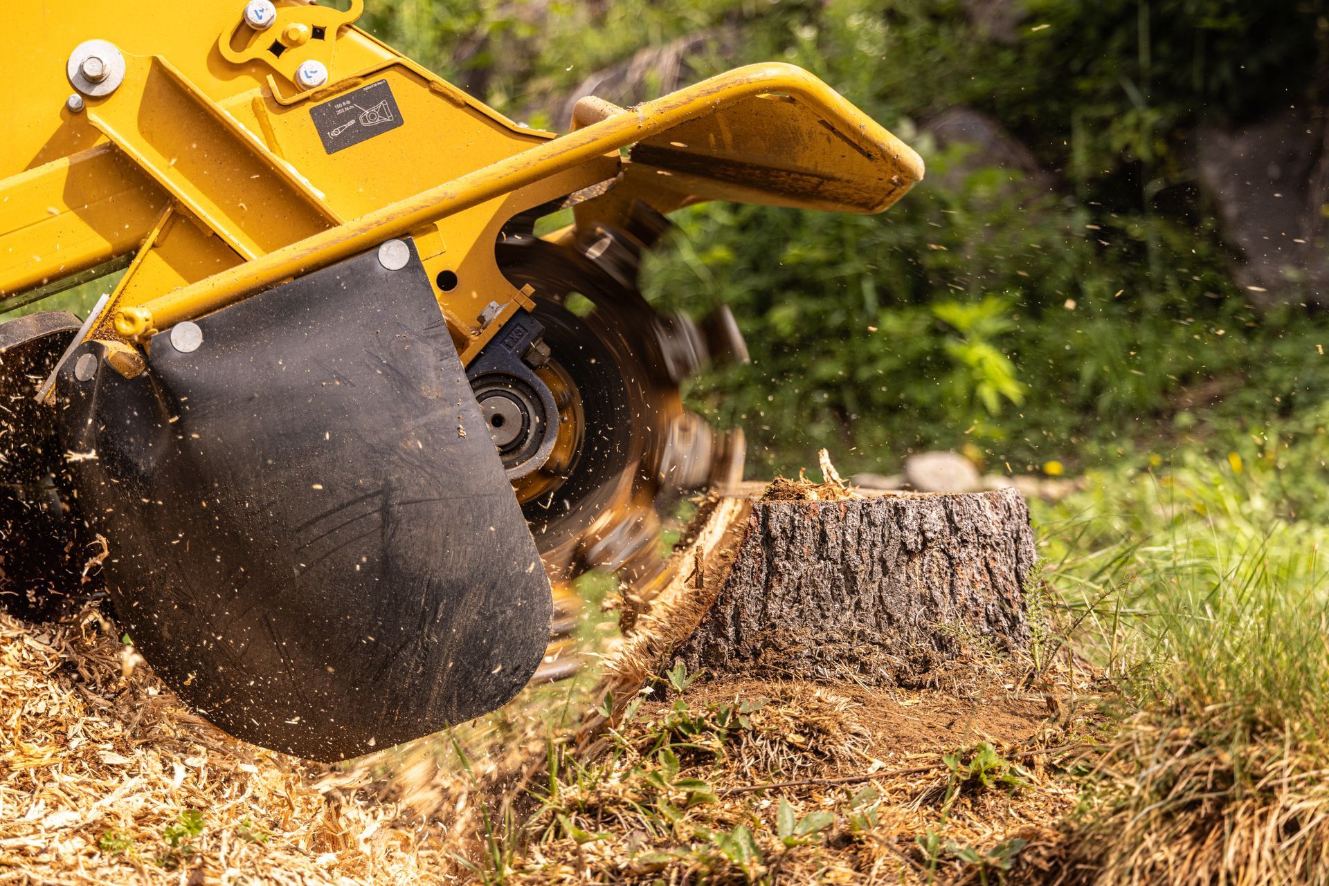 Une dessoucheuse broie une souche d'arbre dans un jardin, produisant des copeaux de bois.
