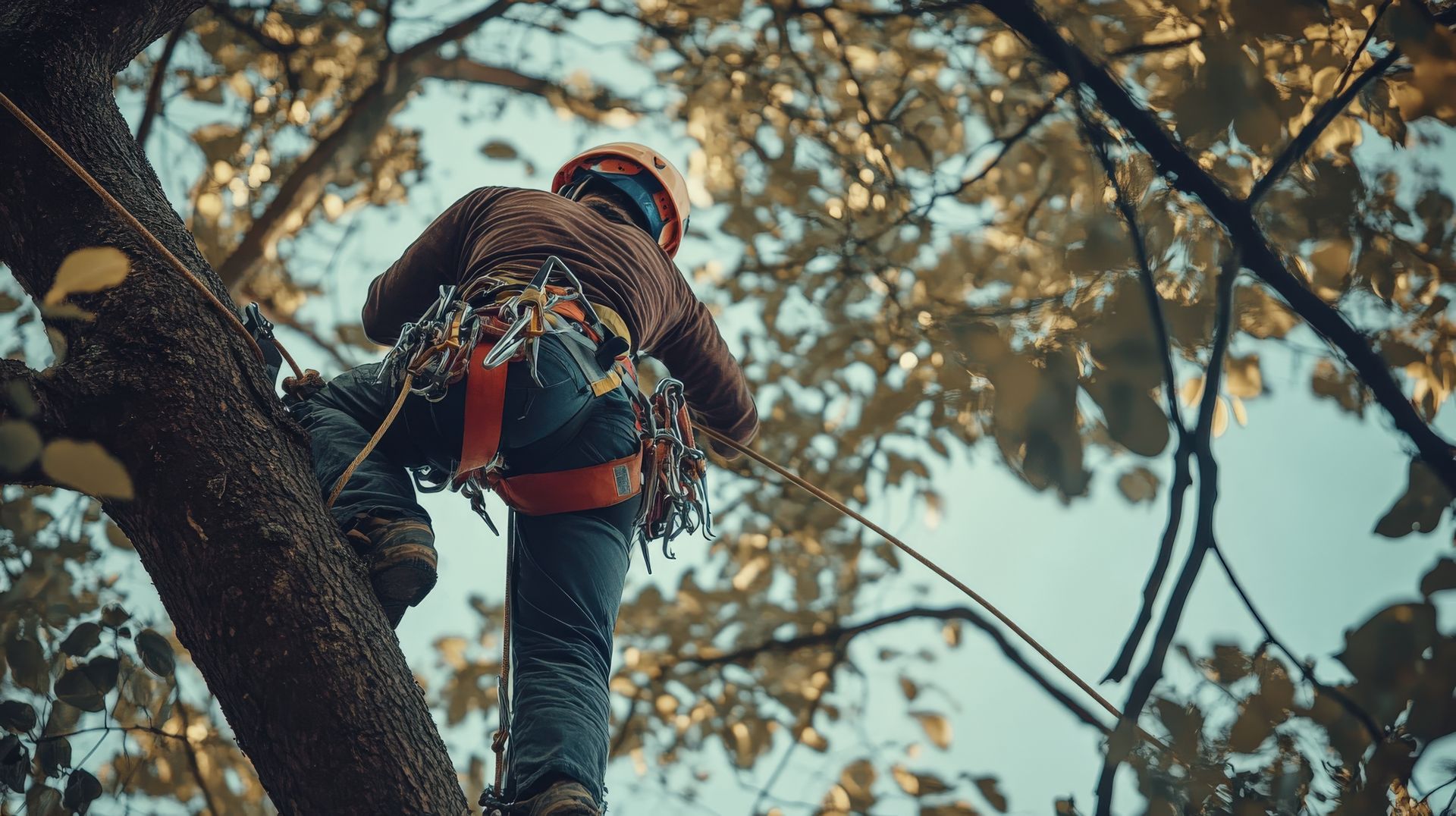 Un homme élaguant un arbre