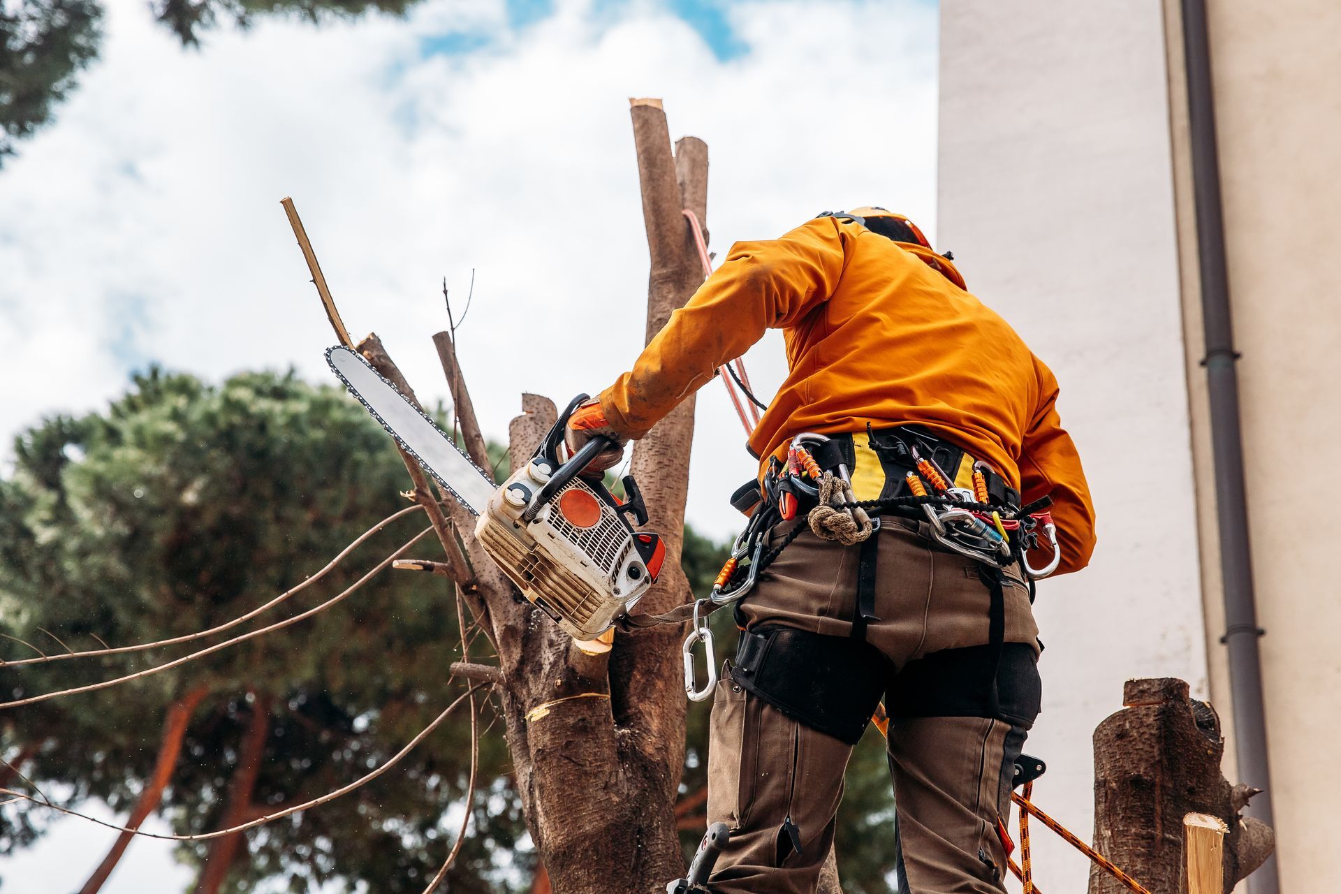 Un bûcheron scie un arbre avec une tronçonneuse dans une scierie