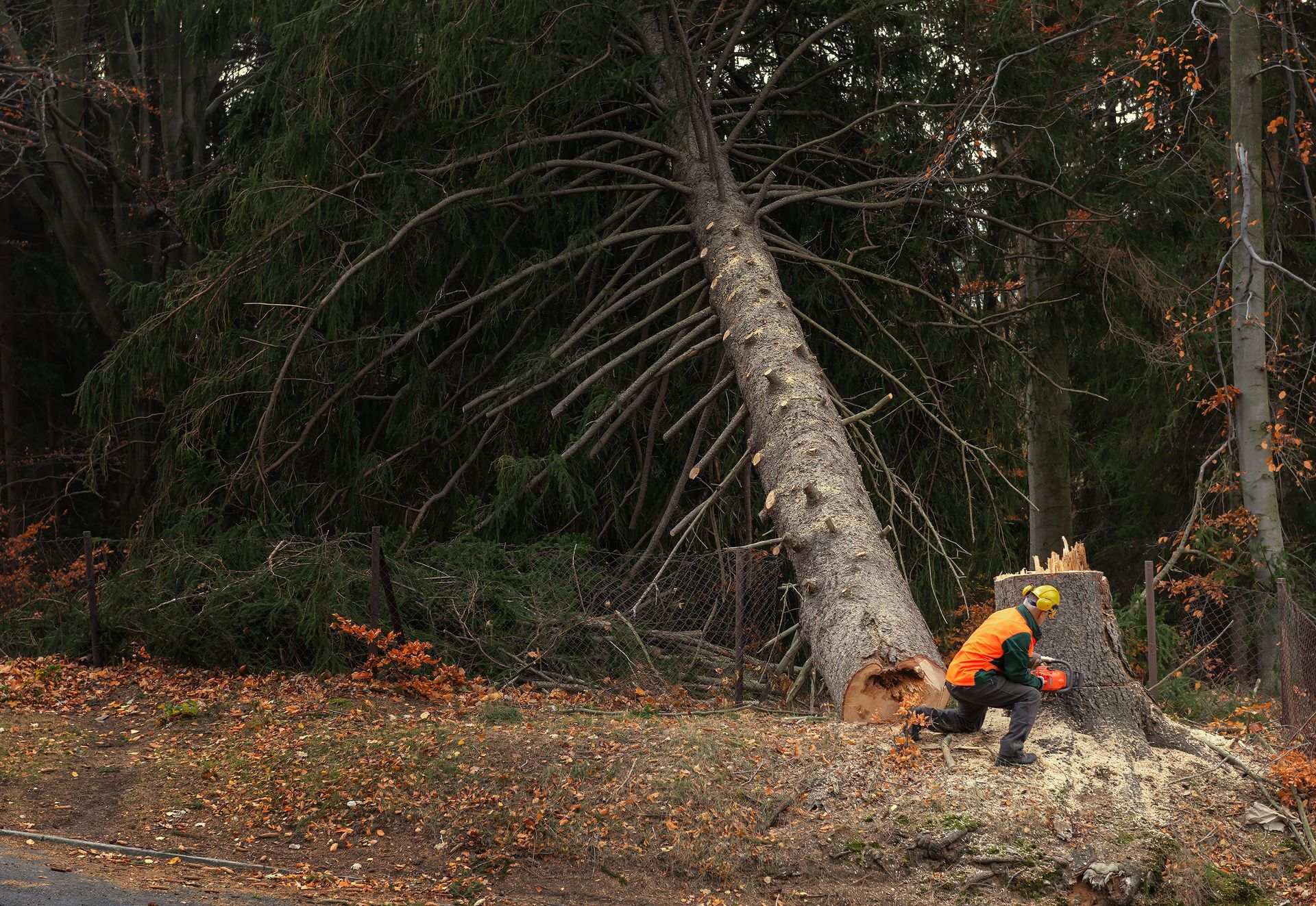 Bûcheron, ouvrier forestier en équipement de protection coupant et abattant un arbre