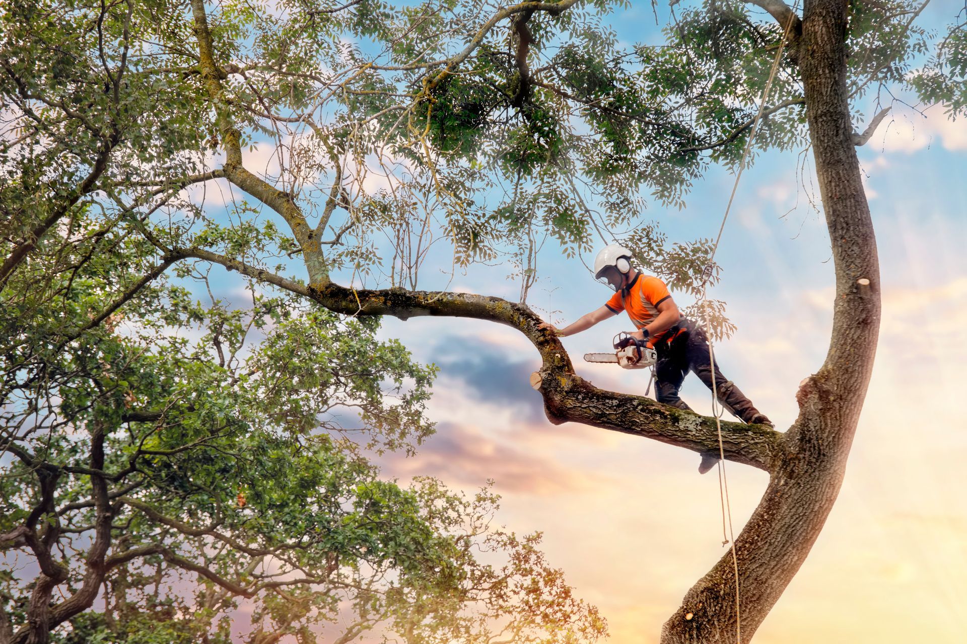 Arboriste grimpant à l'arbre et coupant les branches avec une petite tronçonneuse à essence