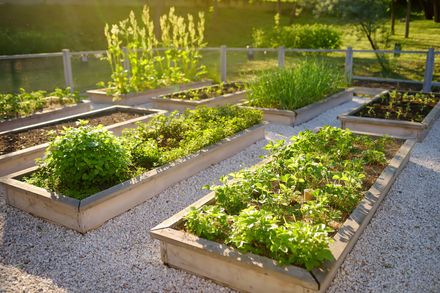 Ein Garten mit vielen Pflanzen und Kies, Zemp Gartenbau GmbH