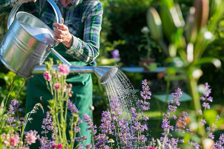 Eine Frau gießt lila Blumen in einem Garten mit einer Gießkanne, Zemp Gartenbau GmbH