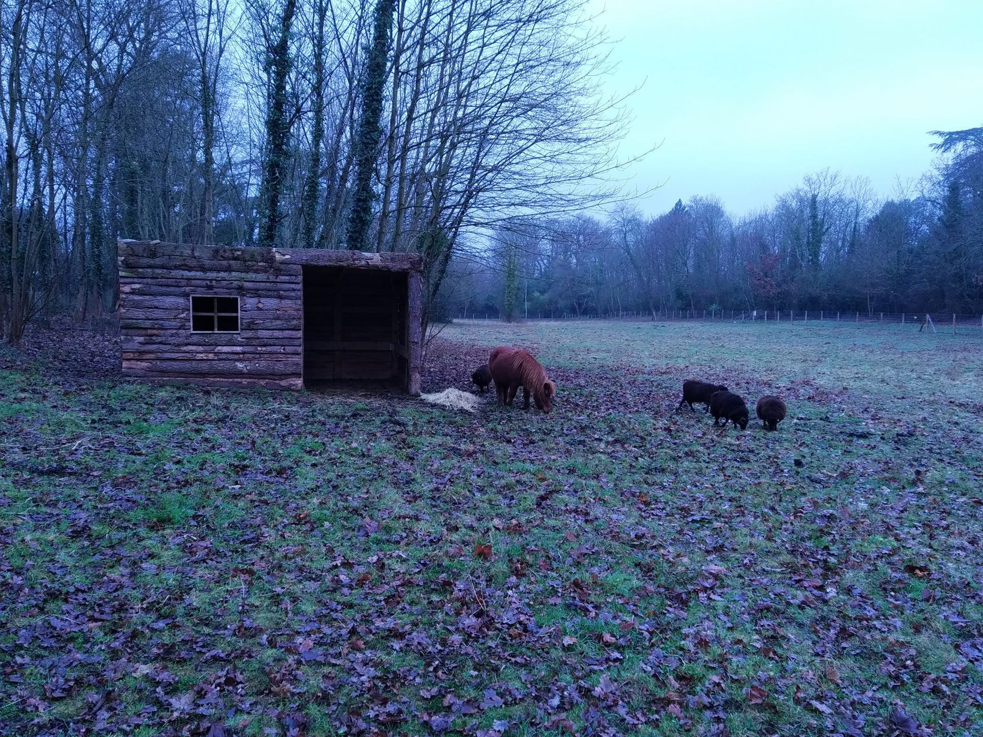 Des animaux dans un pré