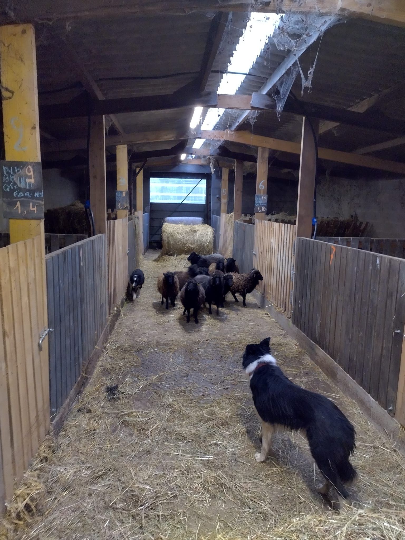 Une bergerie avec des animaux