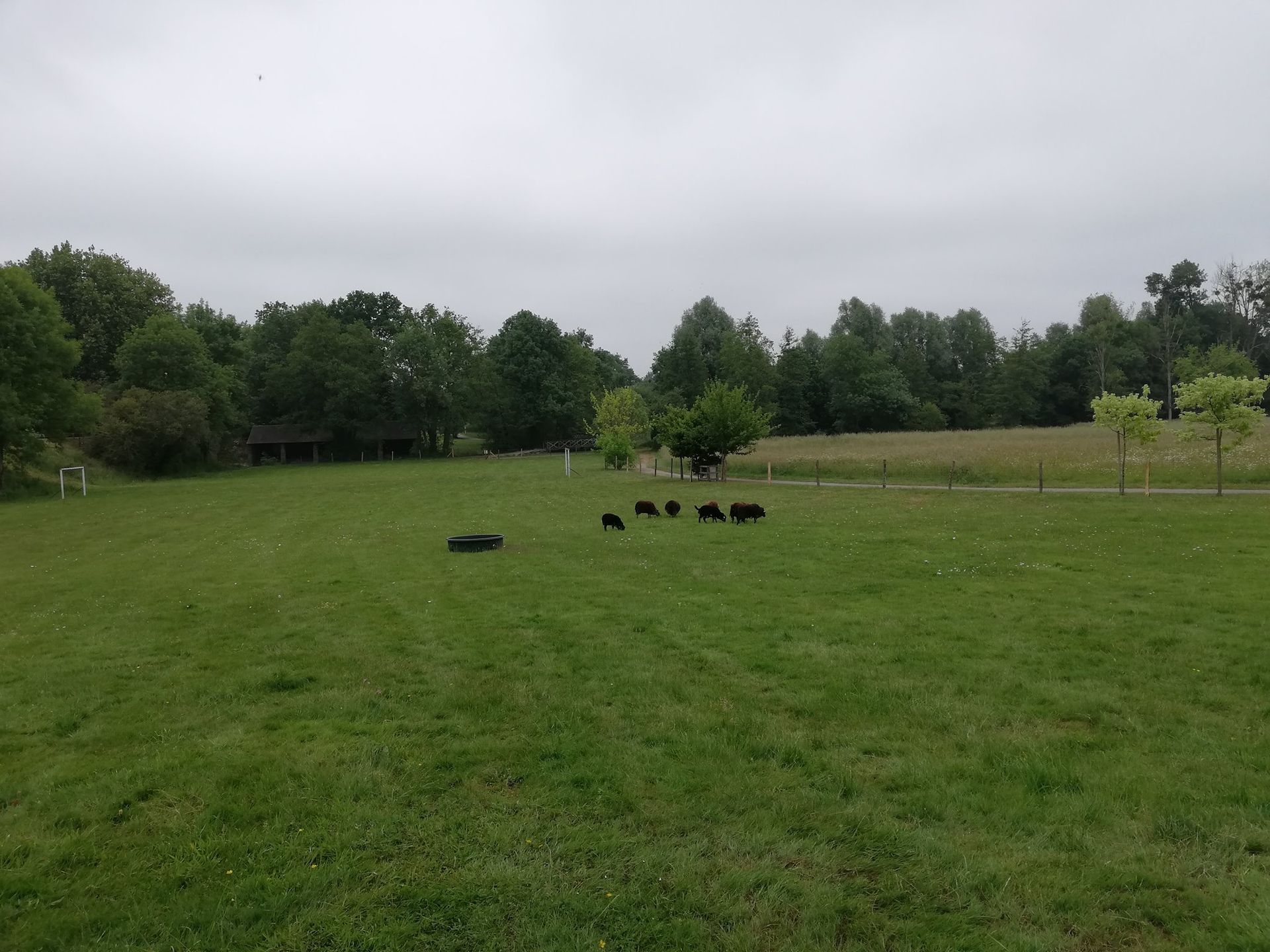 Un champ avec des animaux