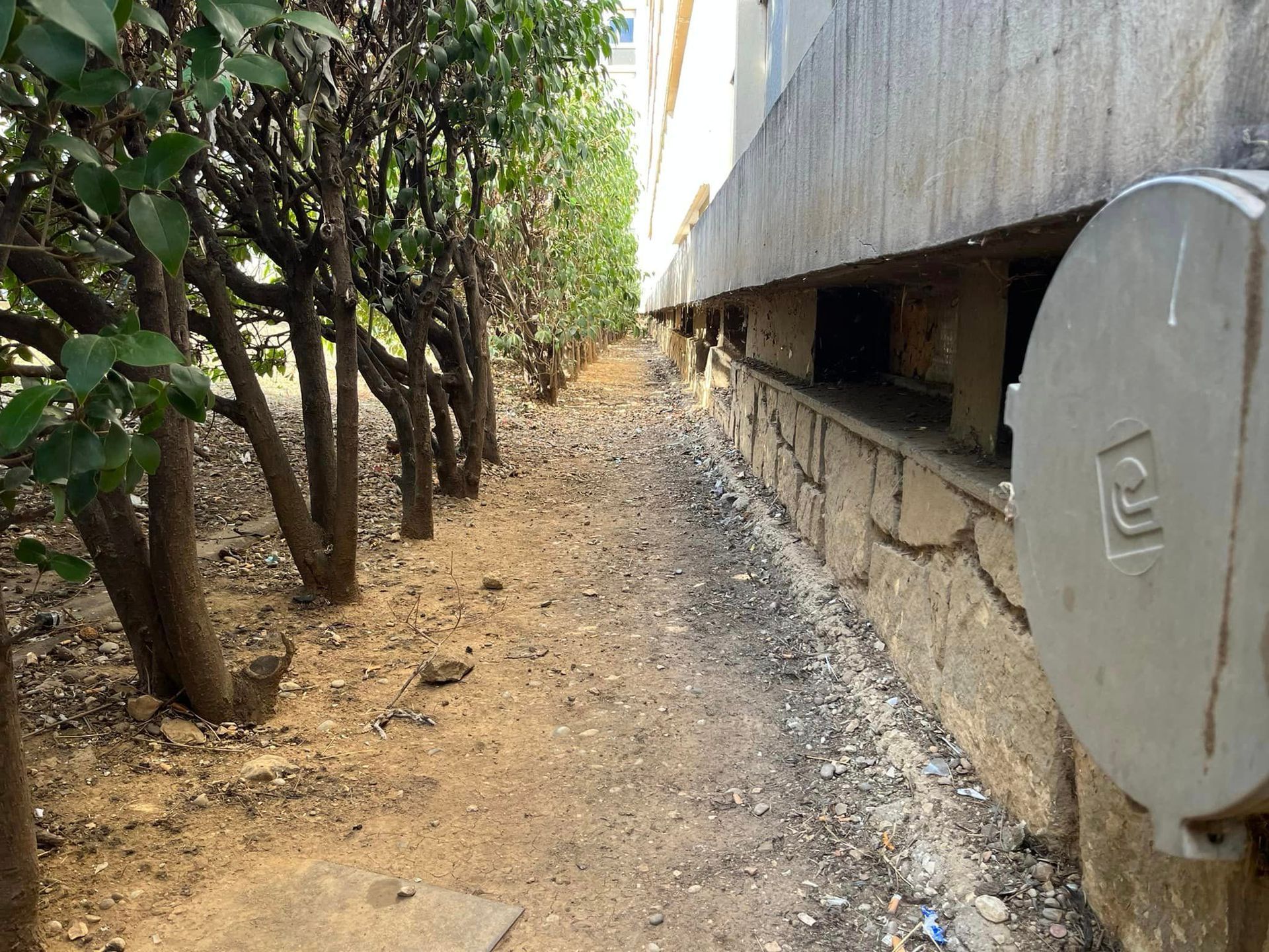 A row of trees along a dirt path next to a building.