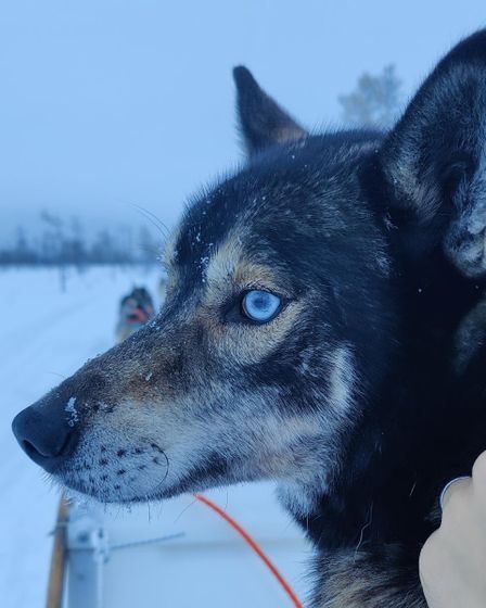 sallanhuskyt