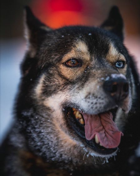 sallanhuskyt