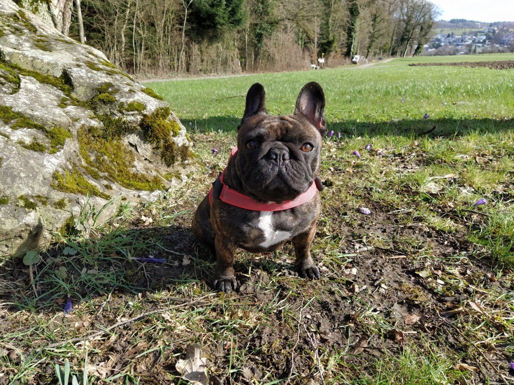 Boxerzucht Shiva`s Castle