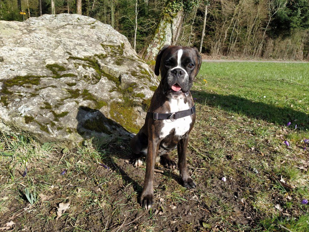 Boxerzucht Shiva`s Castle