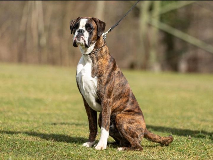 Boxerzucht Shiva`s Castle