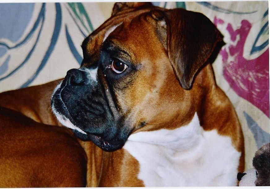 Boxerzucht Shiva`s Castle