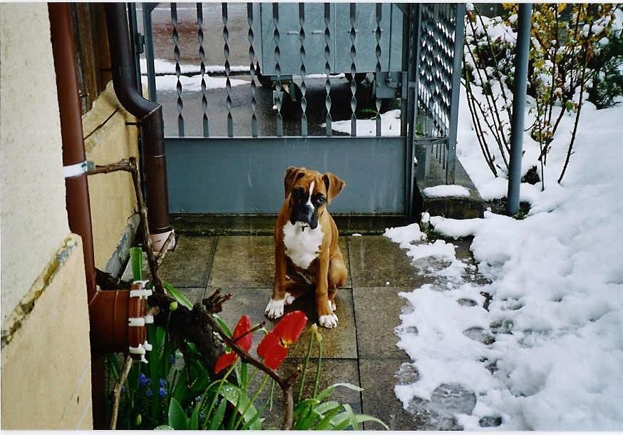 Boxerzucht Shiva`s Castle