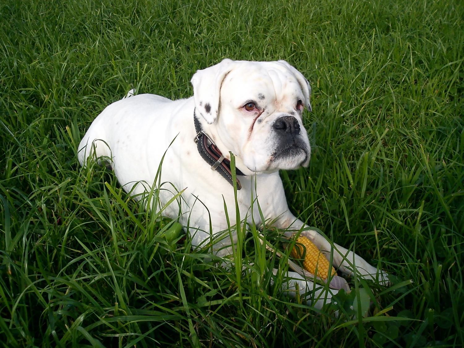 Boxerzucht Shiva`s Castle