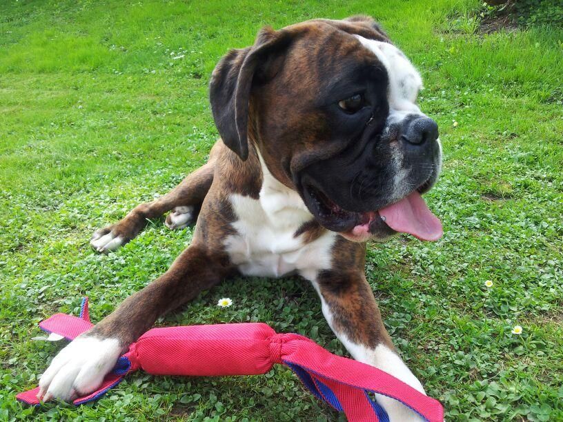 Boxerzucht Shiva`s Castle