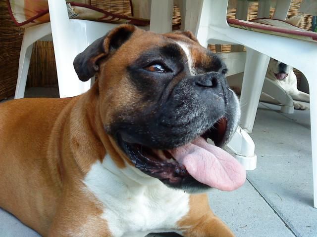 Boxerzucht Shiva`s Castle