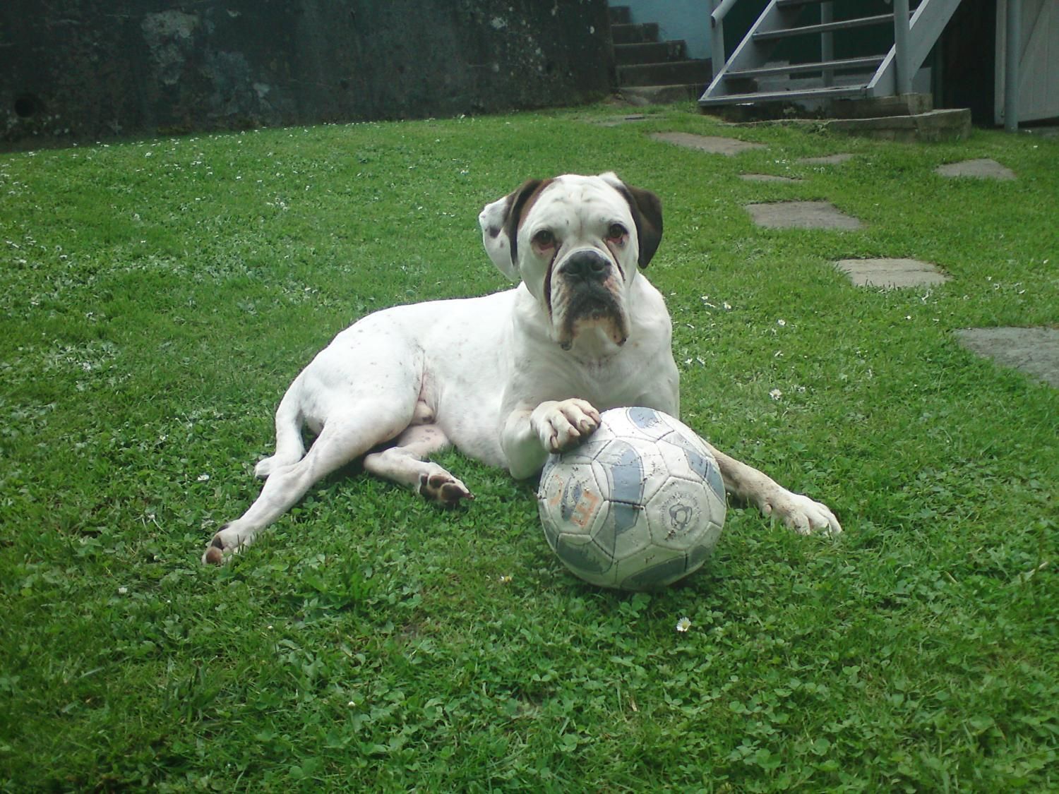 Boxerzucht Shiva`s Castle